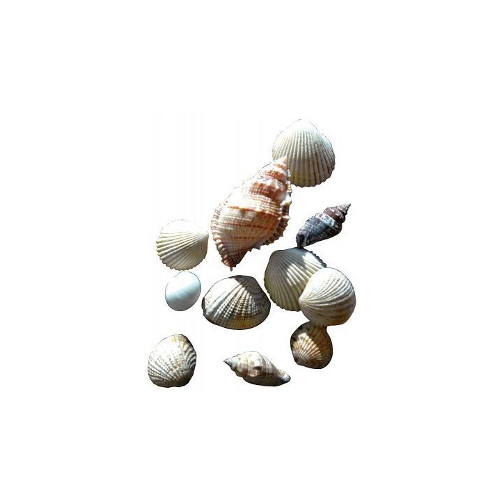 Sachet de 400g de coquillages assortis 180101