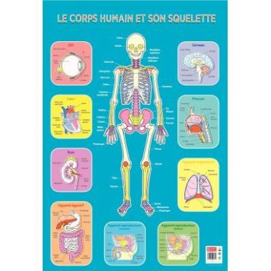 Achetez Poster Pédagogique en PVC 76x52cm - Thème Le Squelette PAPPOSTSQUELETTE pas cher sur Ma Re..