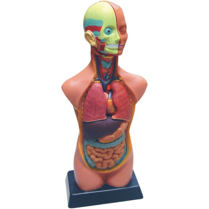 Set d'anatomie 85138