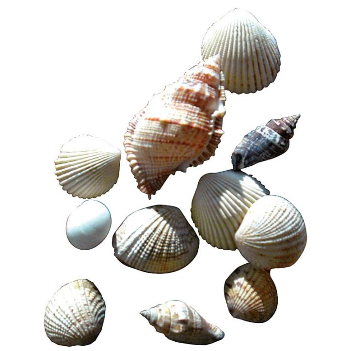 Sachet de 400g de coquillages assortis 180101